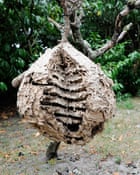 An asian hornets’ nest