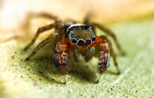 This new species of jumping spider is one of more than 50 new species of spider discovered by scientists in a 10-day trip to Cape York in north Australia this year.