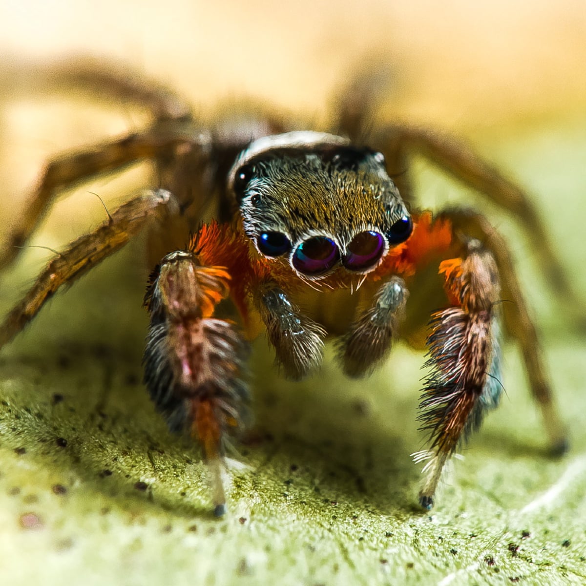 Fifty New Species Of Spider Discovered In Far North Australia Spiders The Guardian