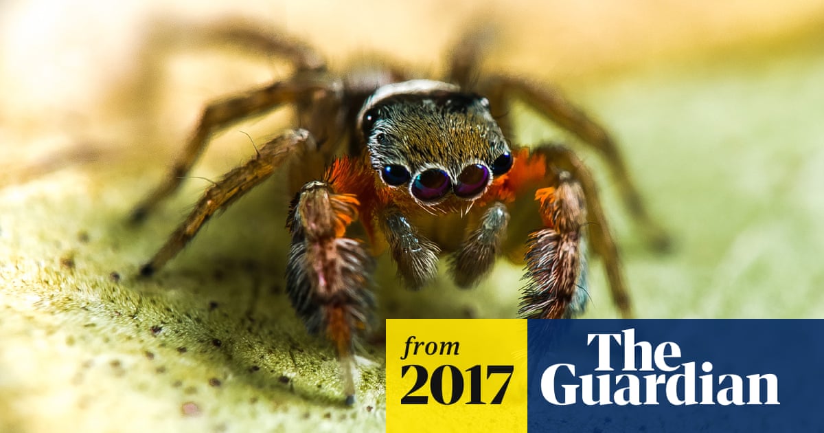 Fifty new species of spider discovered in far north Australia | Spiders |  The Guardian