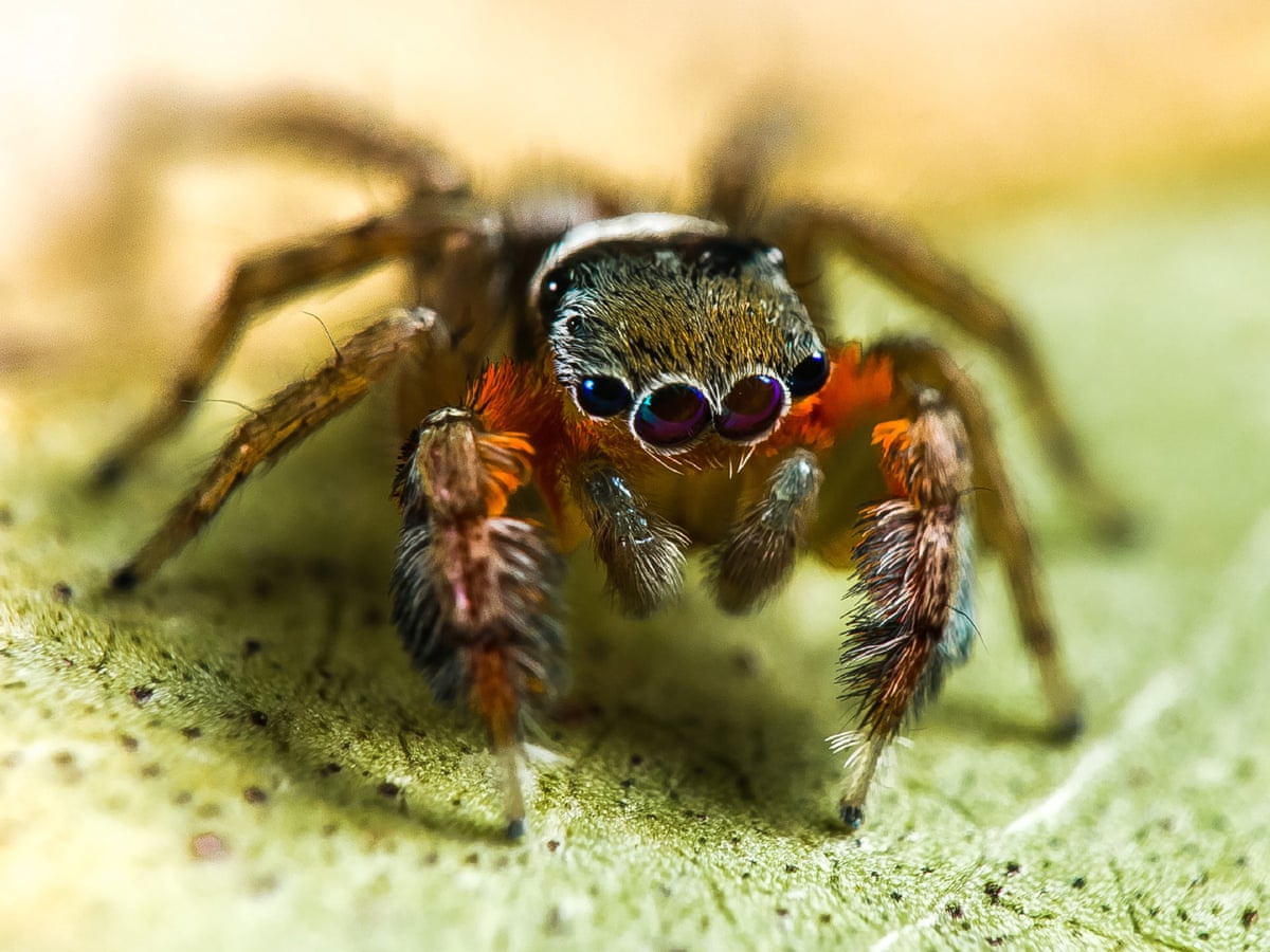 Fifty New Species Of Spider Discovered In Far North Australia Spiders The Guardian