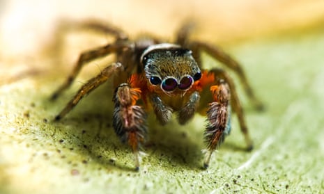 This new species of jumping spider is one of more than 50 new species of spider discovered by scientists in a 10-day trip to Cape York last month.