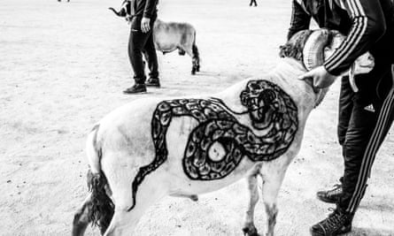 Sheep fighting in Algeria