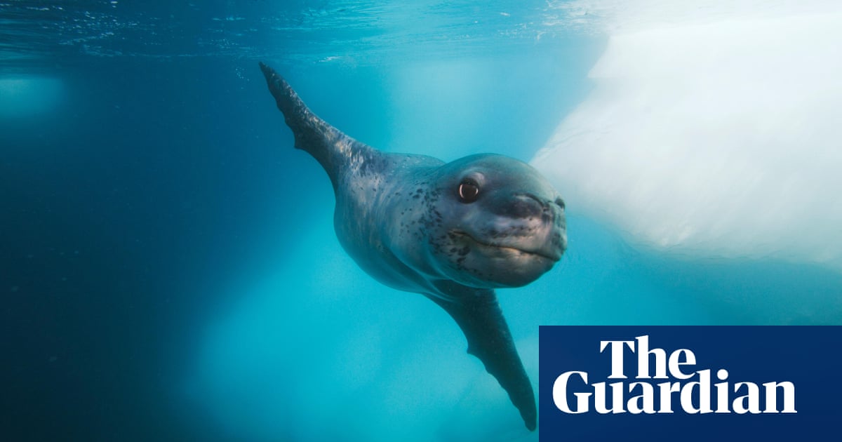 Primera evidencia de que las focas leopardo se alimentan de tiburones, los investigadores dicen
