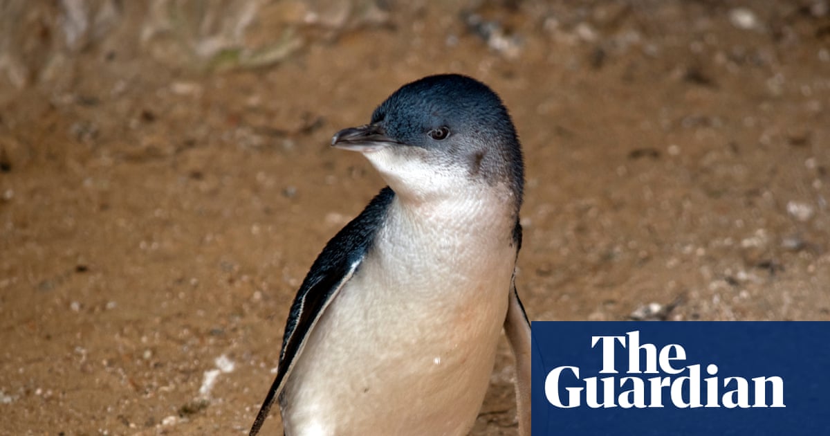 First Australian Little Penguin Death Confirmed Due to H5 Bird Flu