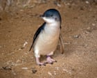 First Australian death of little penguin with H5 bird flu confirmed on Phillip Island