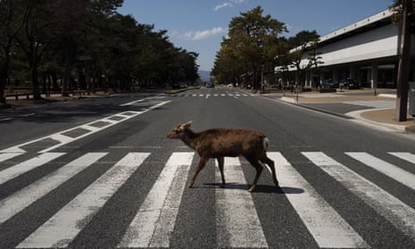 A deer walks across a pedestrian crossing in Nara, Japan. More than 1000 deer roam free in the ancient capital.