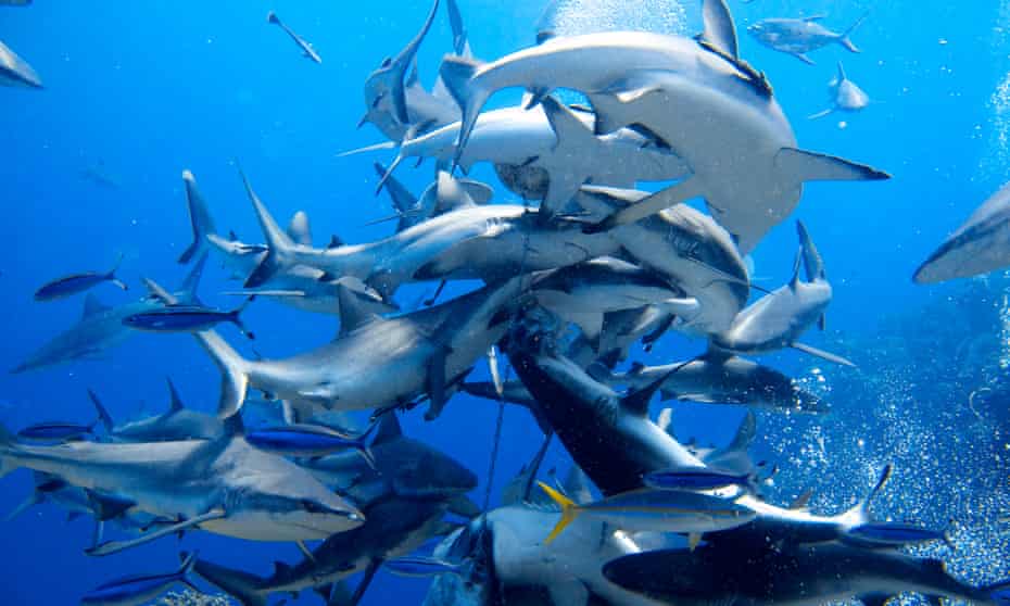 Sharks feed at Osprey Reef in the Coral Sea