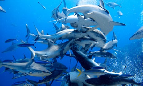 Sharks feed at Osprey Reef in the Coral Sea