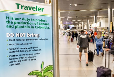 An airport sign warns travellers about banana plant transfer beside a busy terminal walkway