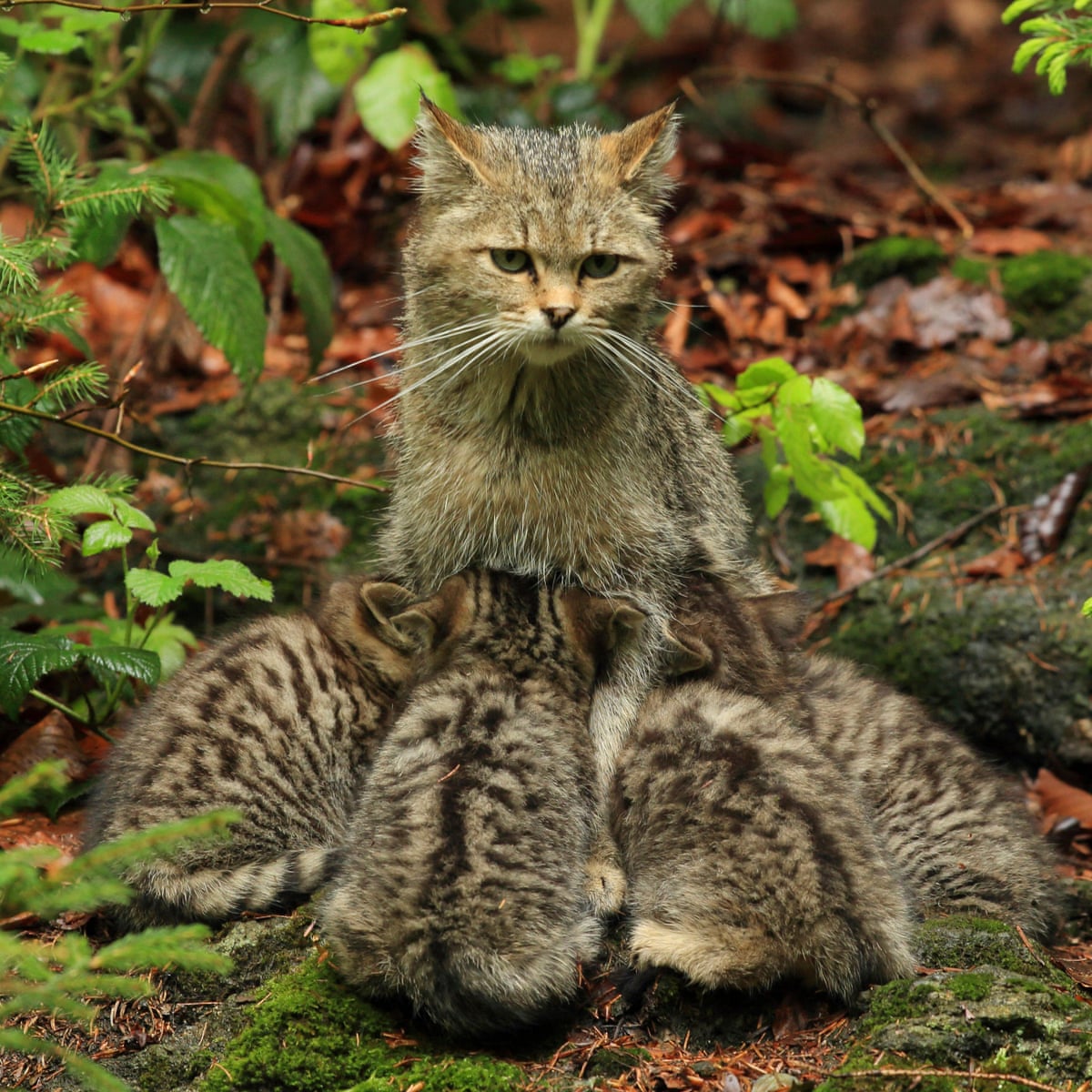 How Wildcats Will Be Reared For Release In England And Wales Conservation The Guardian How Wildcats Will Be Reared For Release In England And Wales Conservation The Guardian