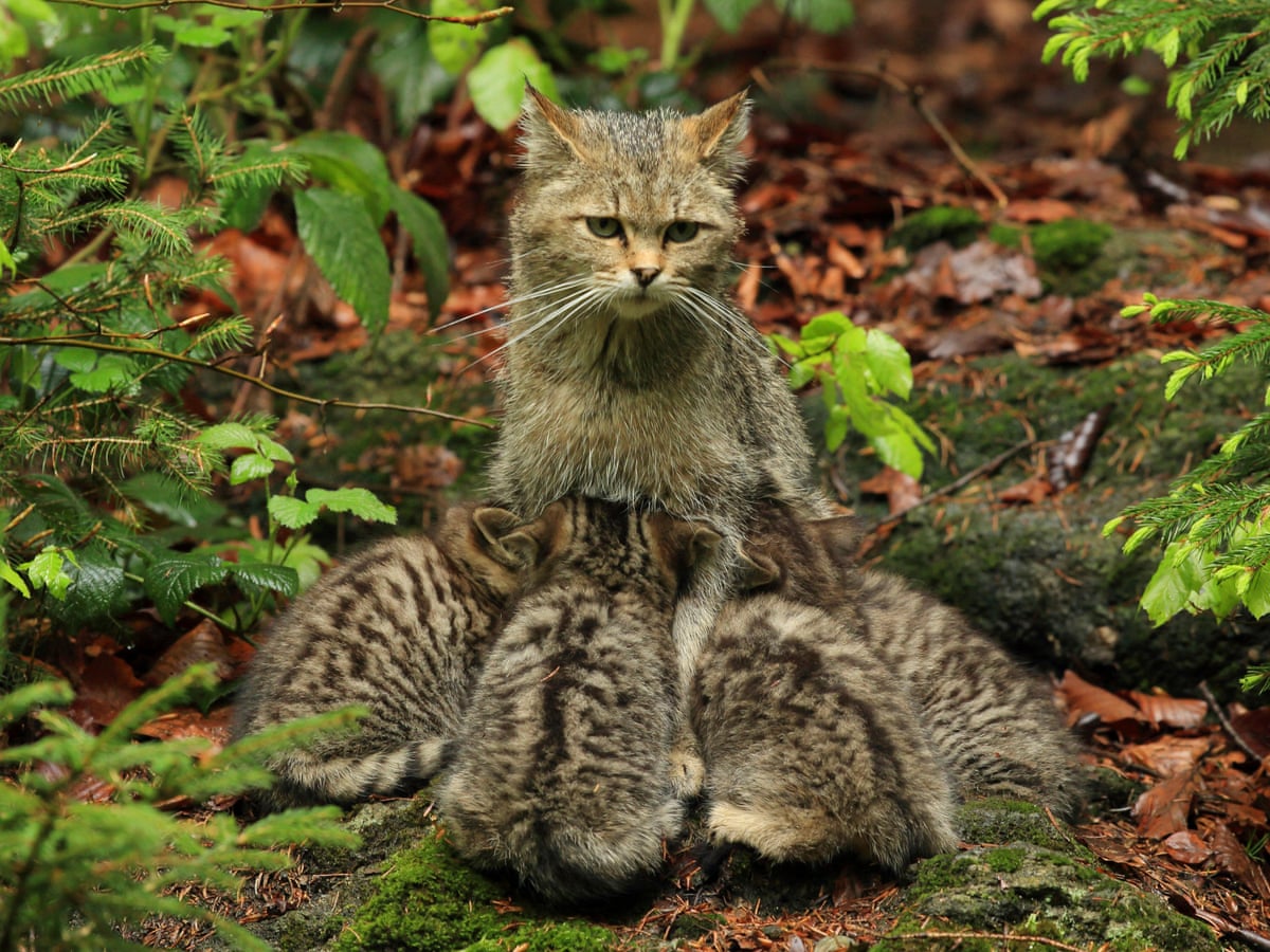 How Wildcats Will Be Reared For Release In England And Wales