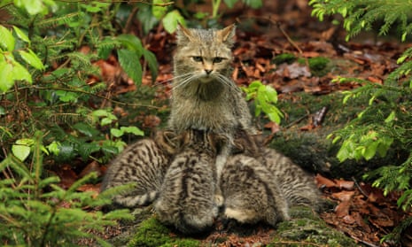 A European wildcat suckling her kittens