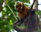 New report reveals sharp rise in online sale of primates on social media in US