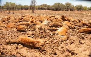 dead cattle in Queensland