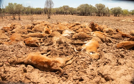 Cattle killed by flood waters in Queensland, Australia in February 2019.