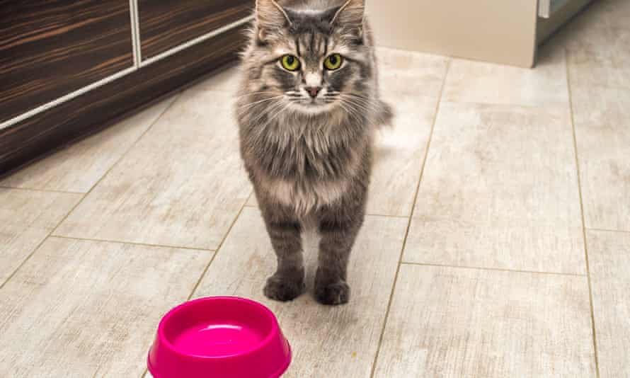 Toxic cat food fear as UK vets struggle with mysterious illness | Cats | The Guardian