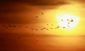 Cranes on their annual migration from Scandinavia to southern France and Spain.