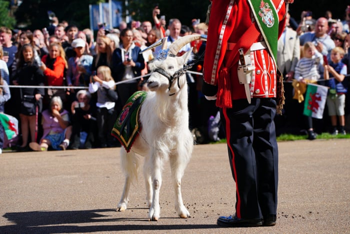 The regimental goat mascot at Cardiff Castle.