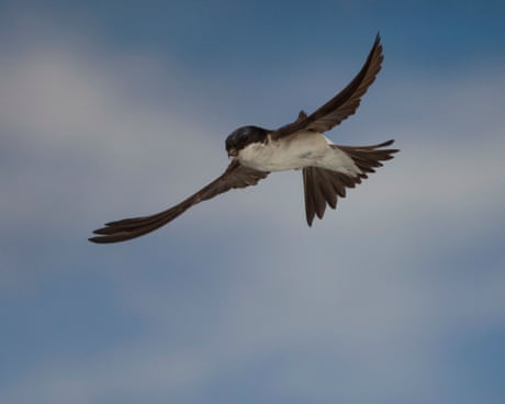 Country diary: The house martins are gone for another year. But they’re not forgotten | Ed Douglas