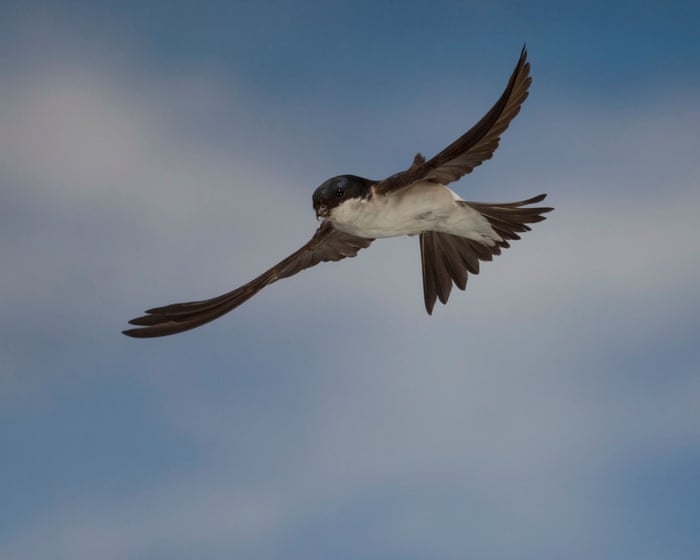 Country diary: The house martins are gone for another year. But they’re not forgotten | Ed Douglas