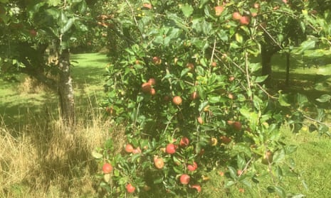 A heavily laden apple tree … the fruit will be taken to be made into cider.