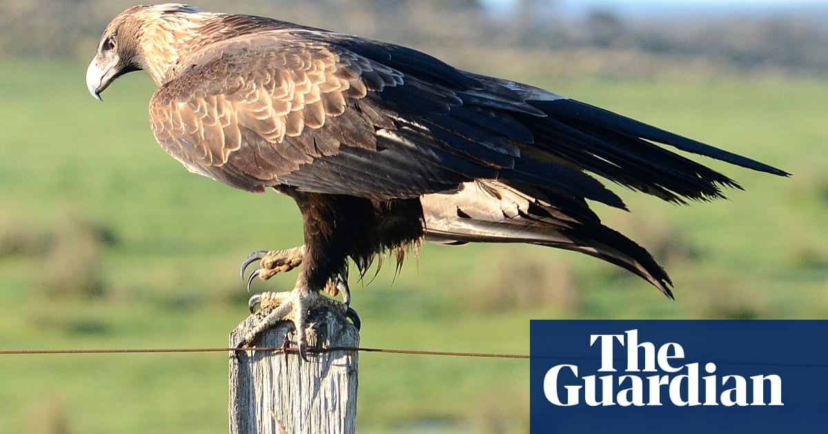 Eagle may have brought down helicopter in NSW bushland killing pilot, report says