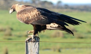 A wedge-tailed eagle