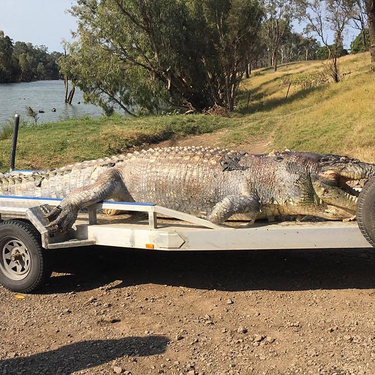 Death Of Queensland S Largest Crocodile In 30 Years Could Spark Violent Power Grab Environment The Guardian