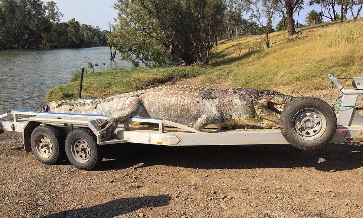 Death of Queensland's largest crocodile in 30 years could spark violent power grab | Crocodiles | The Guardian