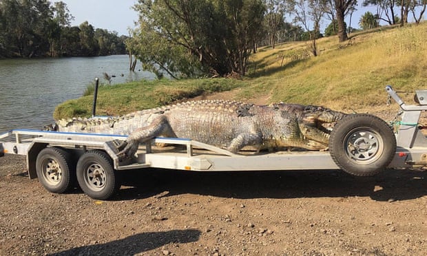A 5.2 metre crocodile found shot dead near Rockhampton, Queensland is one of the largest ever seen in the state. 