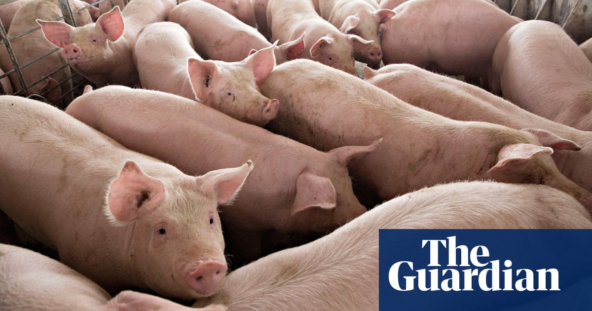 Swine language: scientists decode pig emotions from their sounds | Animal  behaviour | The Guardian