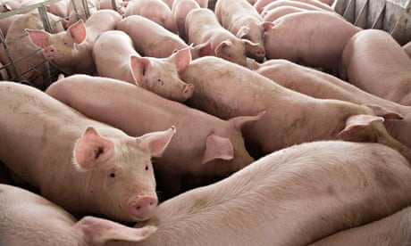 FILE PHOTO: Pigs nearing market weight stand in a pen at Duncan Farms in Polo, Illinois, U.S. April 9, 2018. Picture taken April 9, 2018. REUTERS/Daniel Acker/File Photo