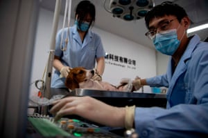 A dog lies on the operating table