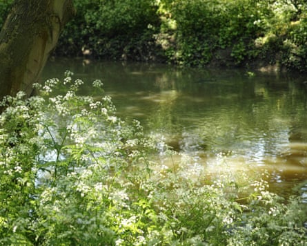 Cow Parsley by the River Lea