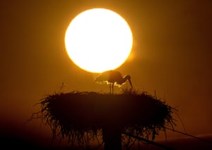 Frankfurt, Germany: A stork stands in its nest