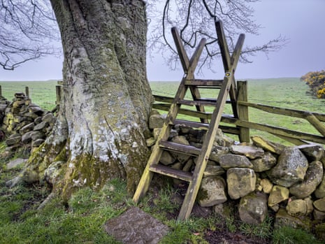 Wooden steps over a dry stone wall next to a tree