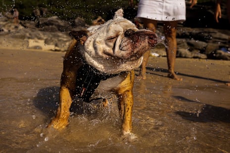 A dog cools off at MacKenzies beach in Sydney, Australia