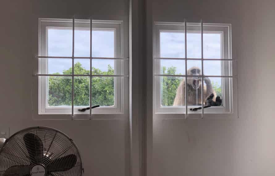 A female chacma baboon pays a house visit in Cape Town, South Africa.
