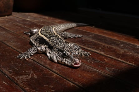 A Tegu lizard