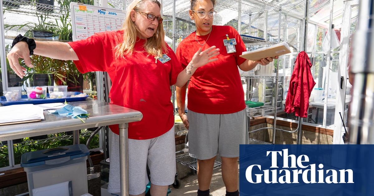 These women are raising endangered butterfly larvae from prison: ‘They reconnect with their own brilliance’ | Butterflies These women are raising endangered butterfly larvae from prison: ‘They reconnect with their own brilliance’ | Butterflies