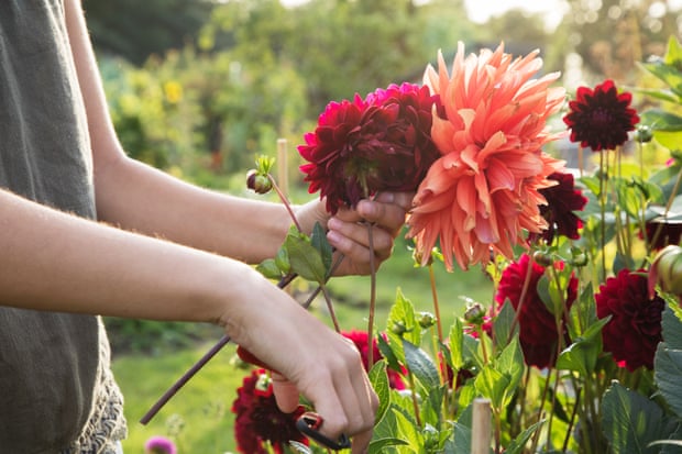 Woman cutting dahlia flowers