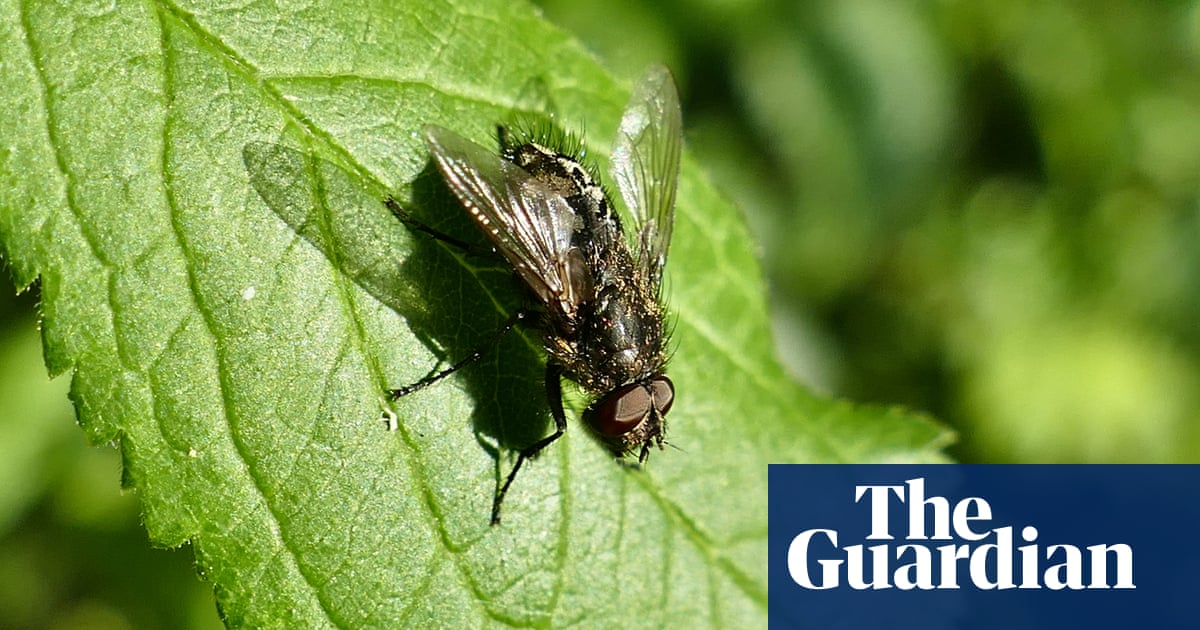 Flying insect numbers have plunged by 60% since 2004, GB survey finds