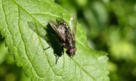A fly suns itself on a leaf in the woodlands