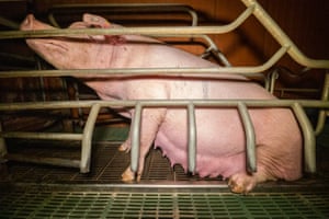 The video appears to show a sow struggling to stand in a narrow farrowing crate.