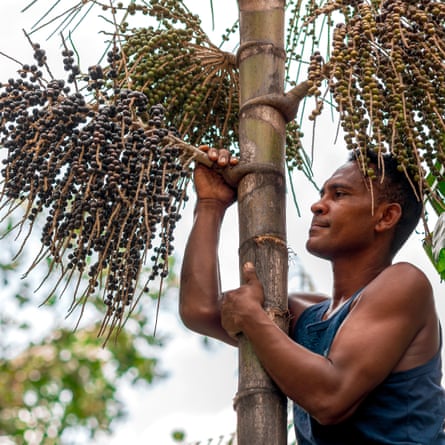 João Carlos Rodrigues hold the trunk and a branch of an açaí tree.