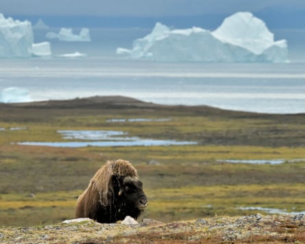 A muskox in the tundra in an area of Jameson Land.