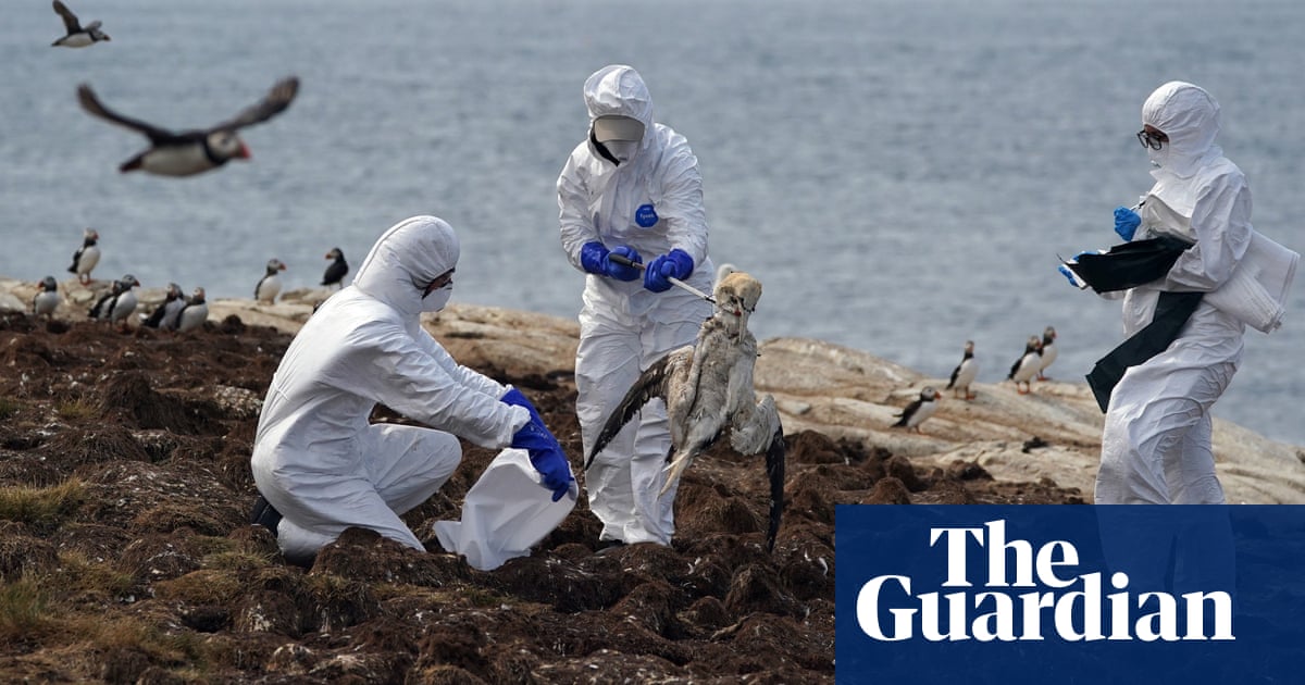 Bird flu outbreak on Farne Islands risks ‘unprecedented wildlife tragedy’