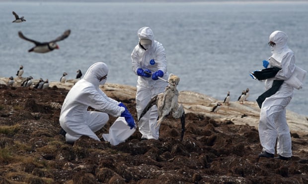 Rangers in hazmat suits lifting bird carcass into bag.