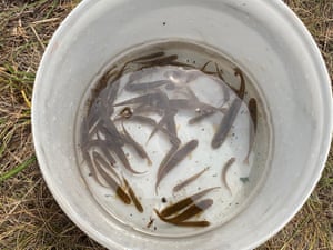 Stocky galaxias freshwater fish in a bucket
